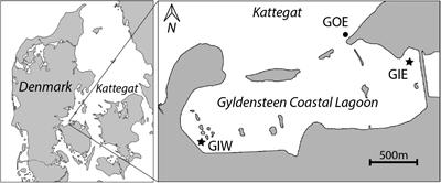 Internal Nutrient Loading Controls Macroalgal and Cyanobacterial Succession in a Coastal Lagoon Restored by Managed Realignment of Agricultural Land